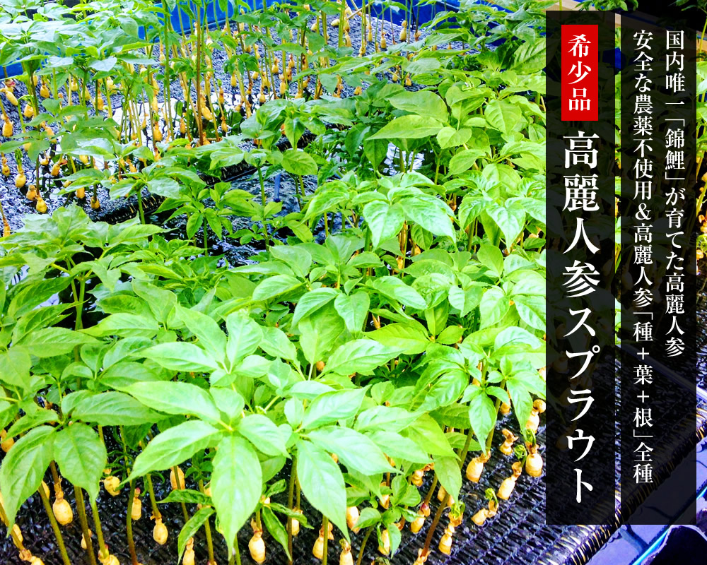 高麗人参スプラウト