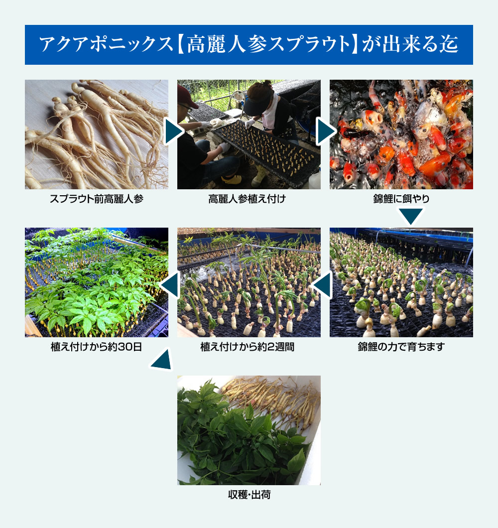 高麗人参スプラウト