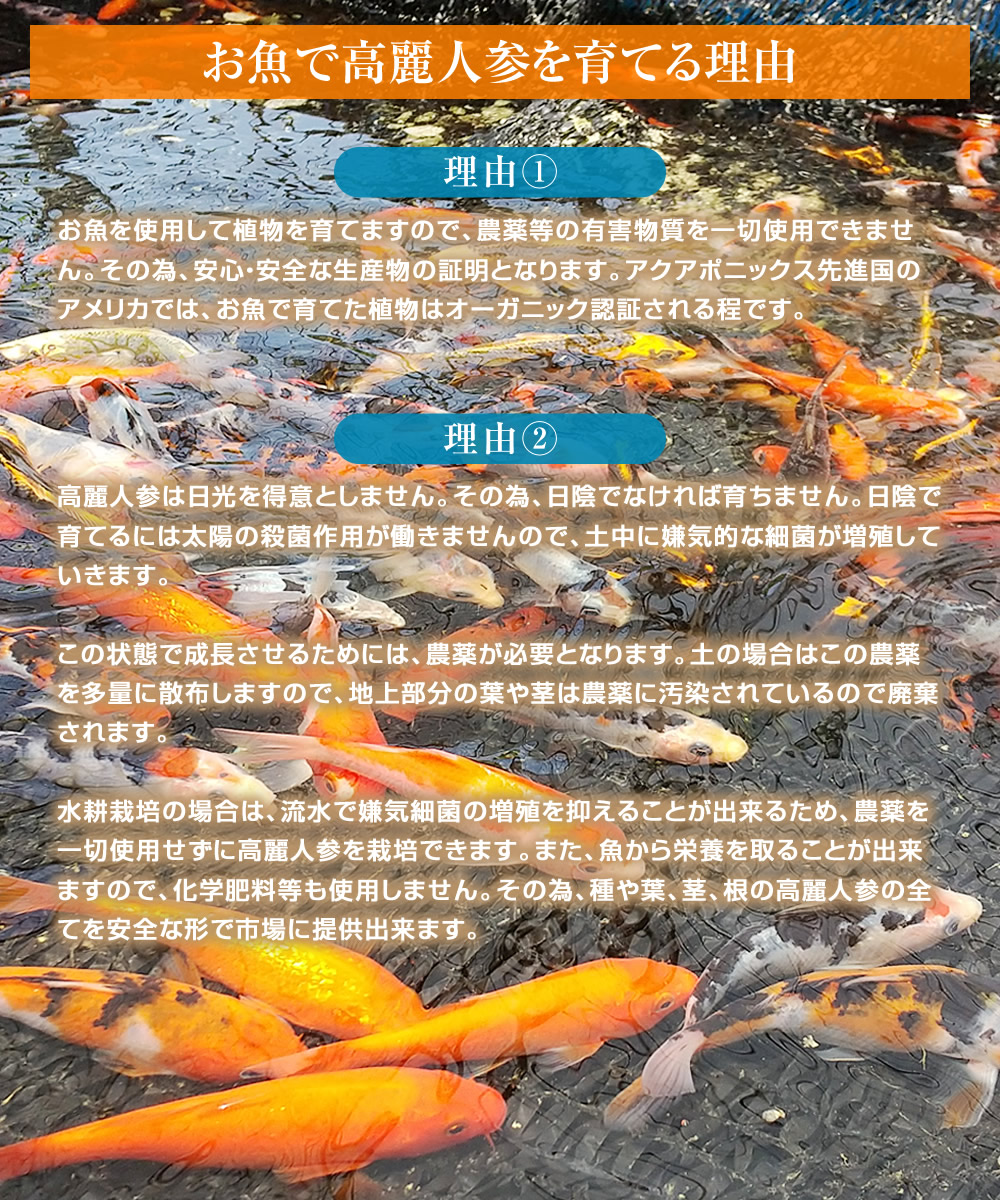 高高麗人参スプラウト