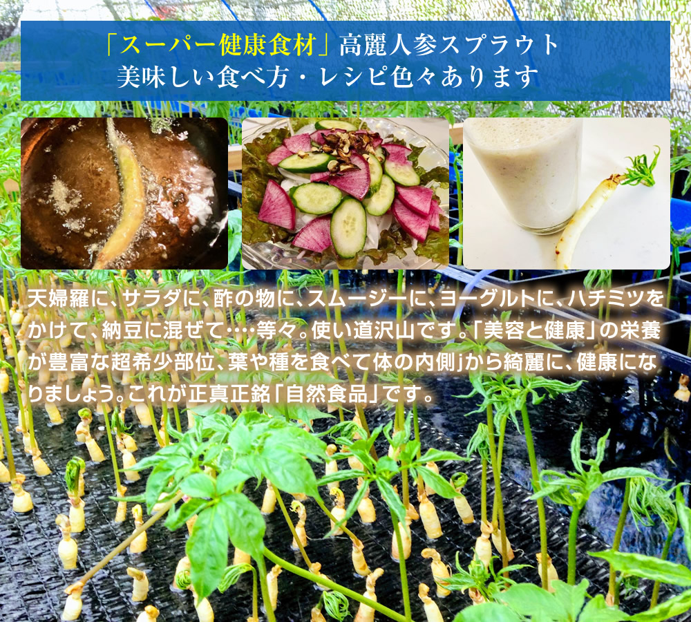 高麗人参スプラウト