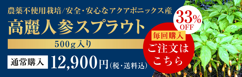 高麗人参スプラウト 500g