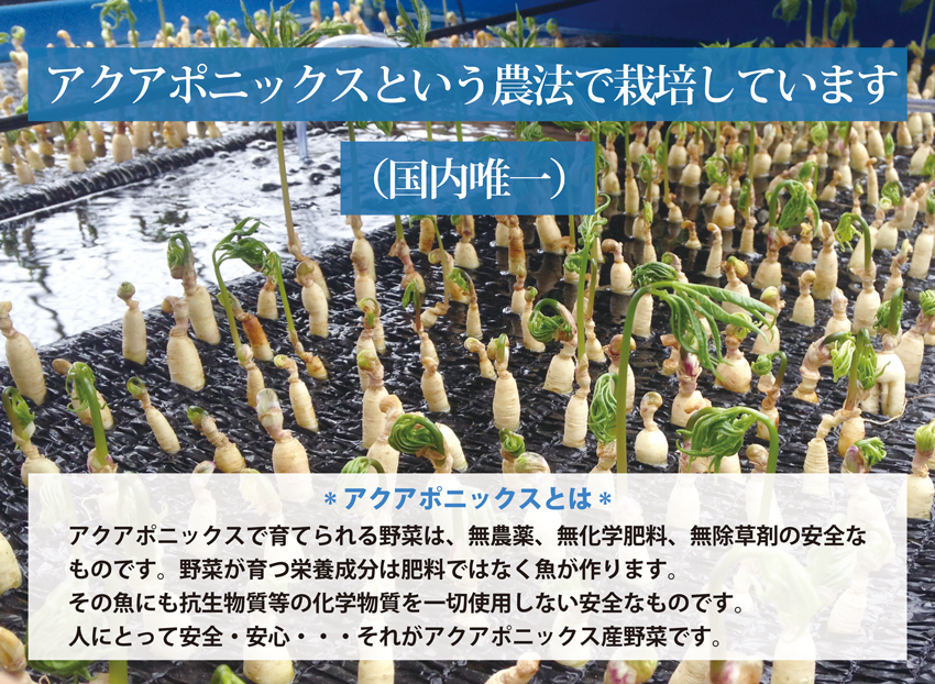 高麗人参スプラウト