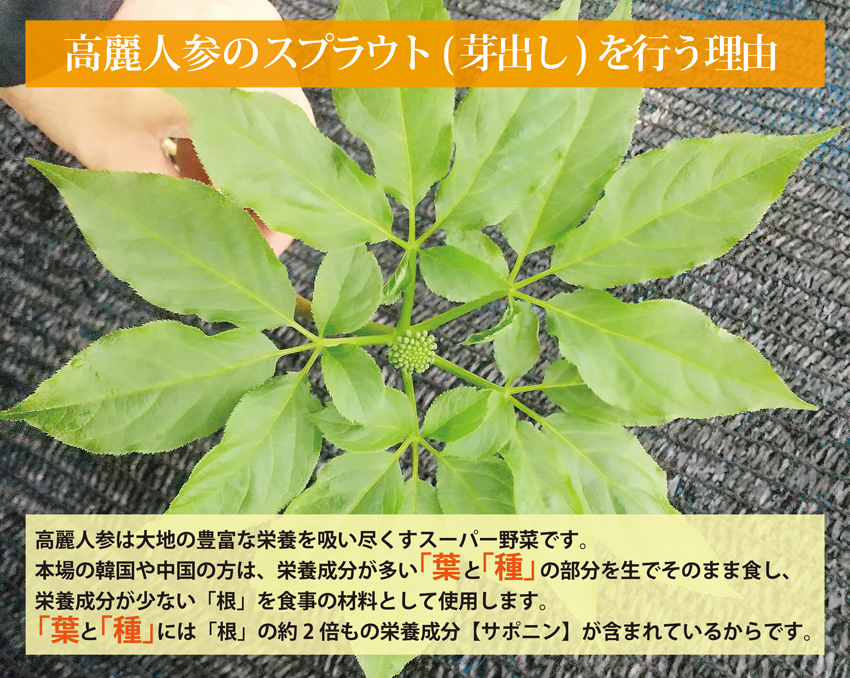 高麗人参スプラウト