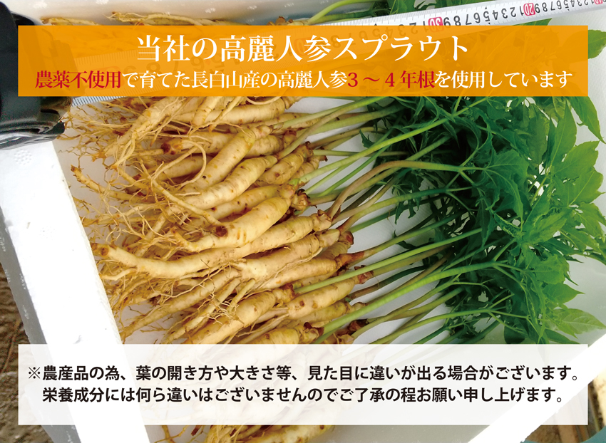 高麗人参スプラウト