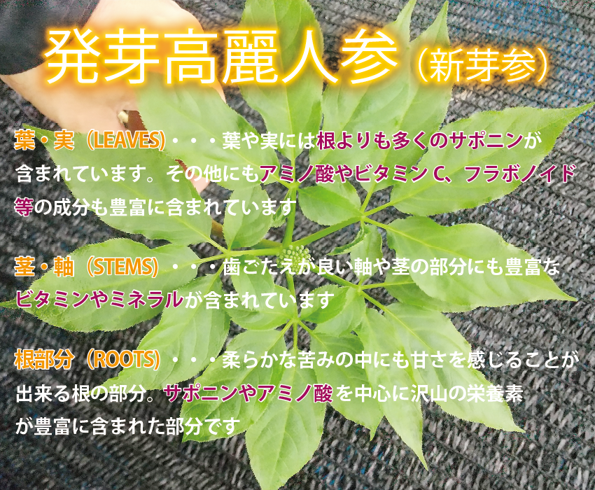 高麗人参スプラウト