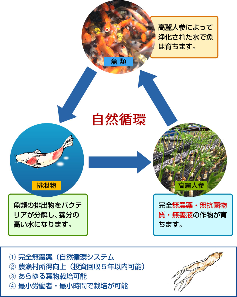 種類 価格 アクアポニックス高麗人参 種類 価格 アクアポニックス高麗人参